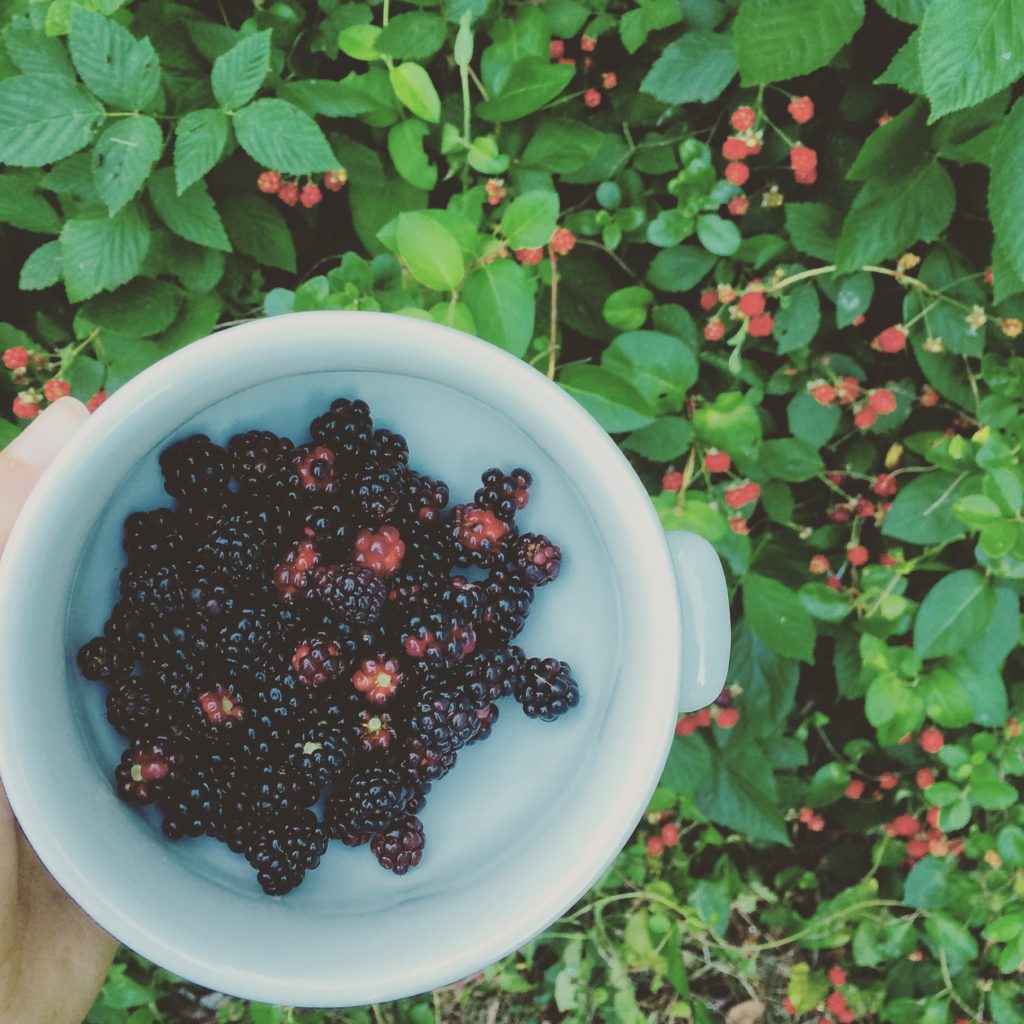 Link Love 6-19-15 blackberries