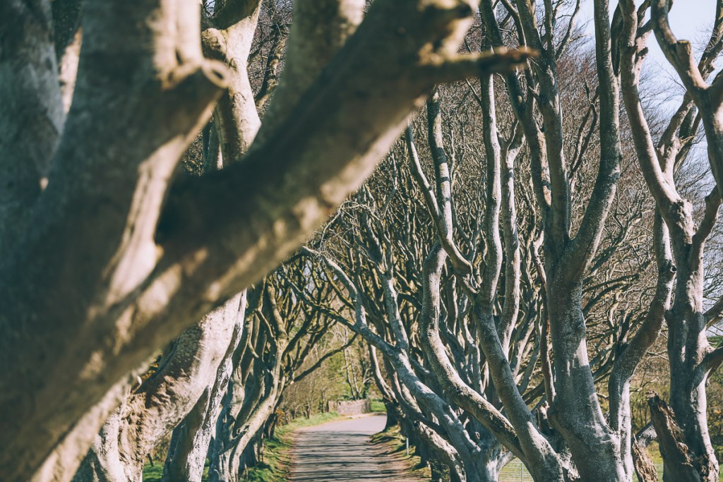 barefootblonde dark hedges