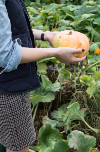 pumpkin picking